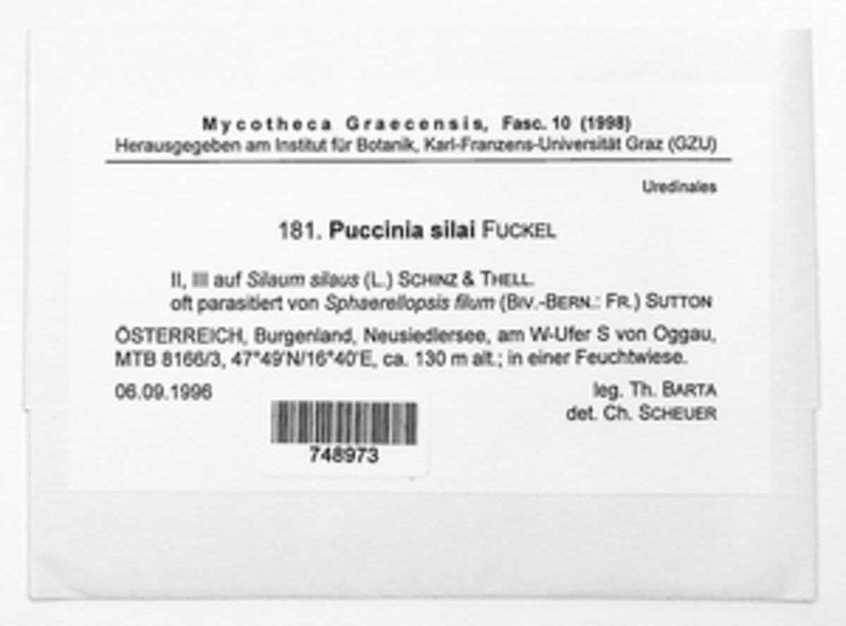Puccinia bullata image
